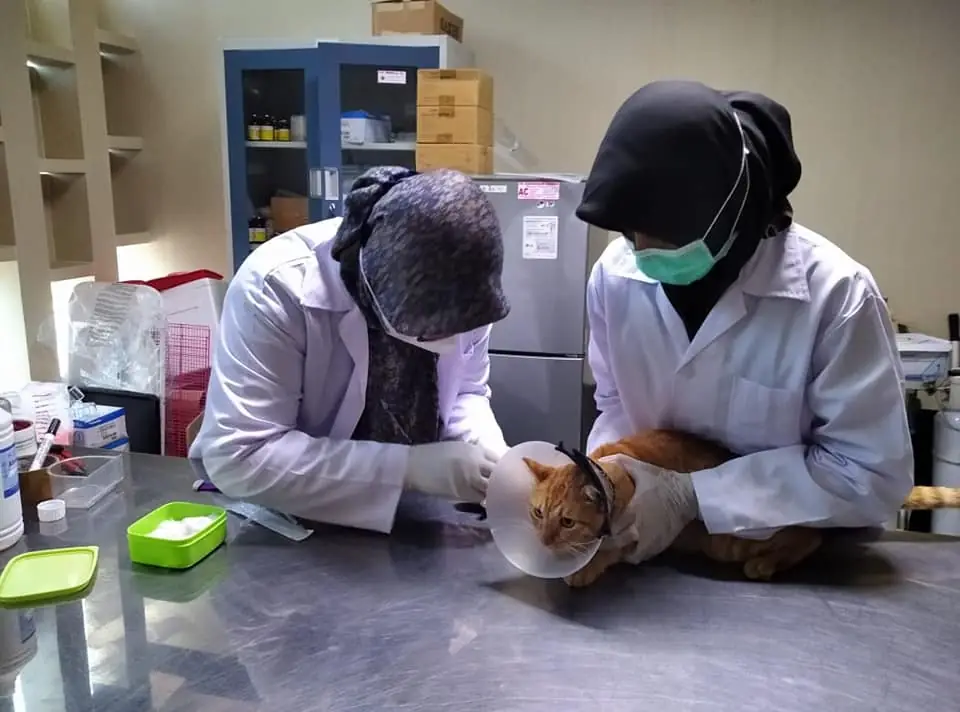 Veterinarians examining a cat, relevant to welfare-first decision making