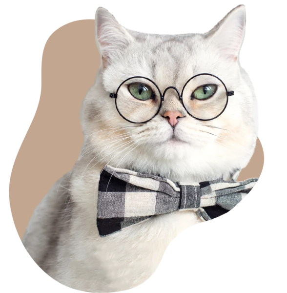 snugglesouls-home-cat