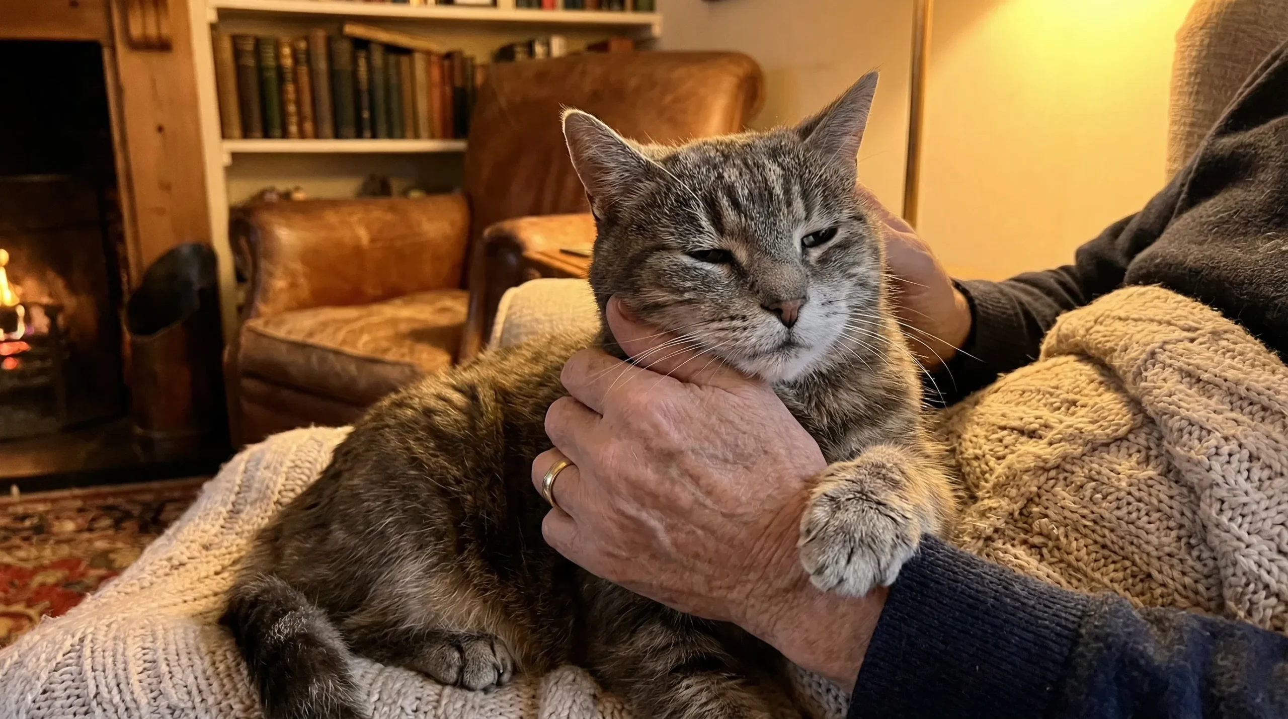 A person gently petting an older tabby cat, illustrating the deep emotional bond and long-term commitment of adopting a cat