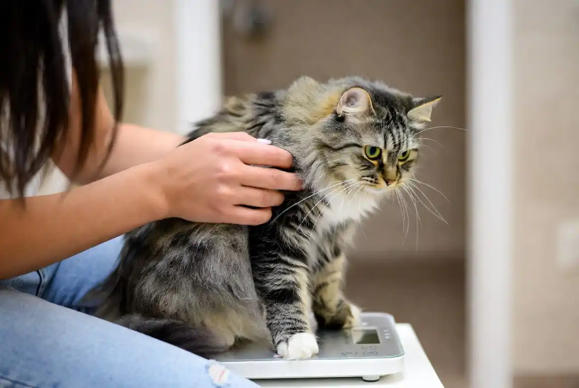 Is My Cat Healthy? Why Relying on the Scale is a Mistake