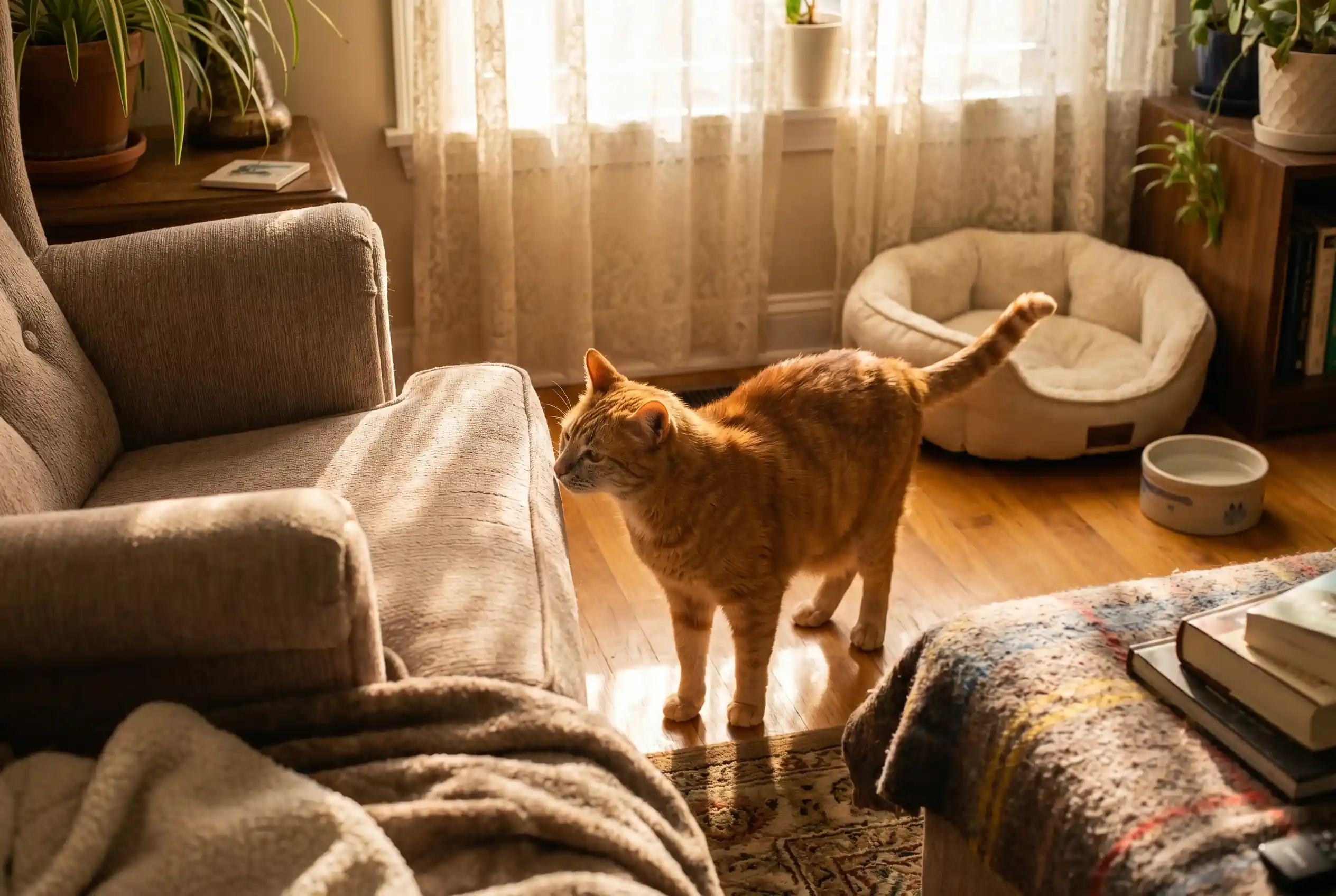 Elvis cautiously exploring his new home