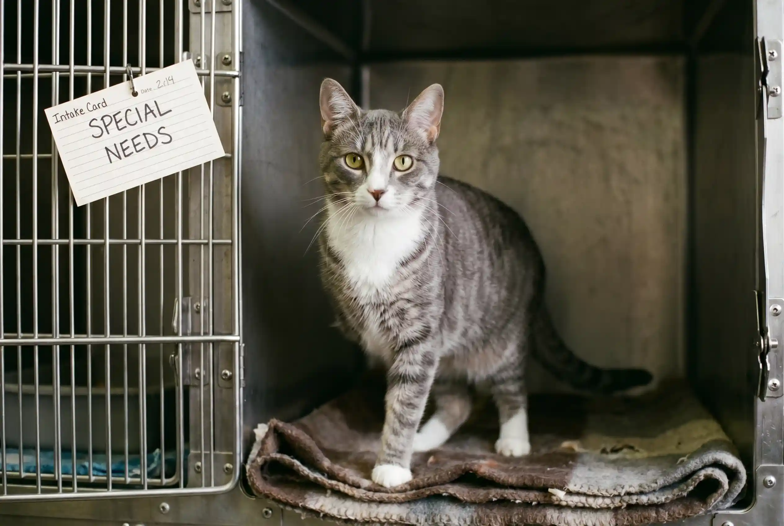 Joey waiting patiently in his shelter kennel with a Special Needs tag