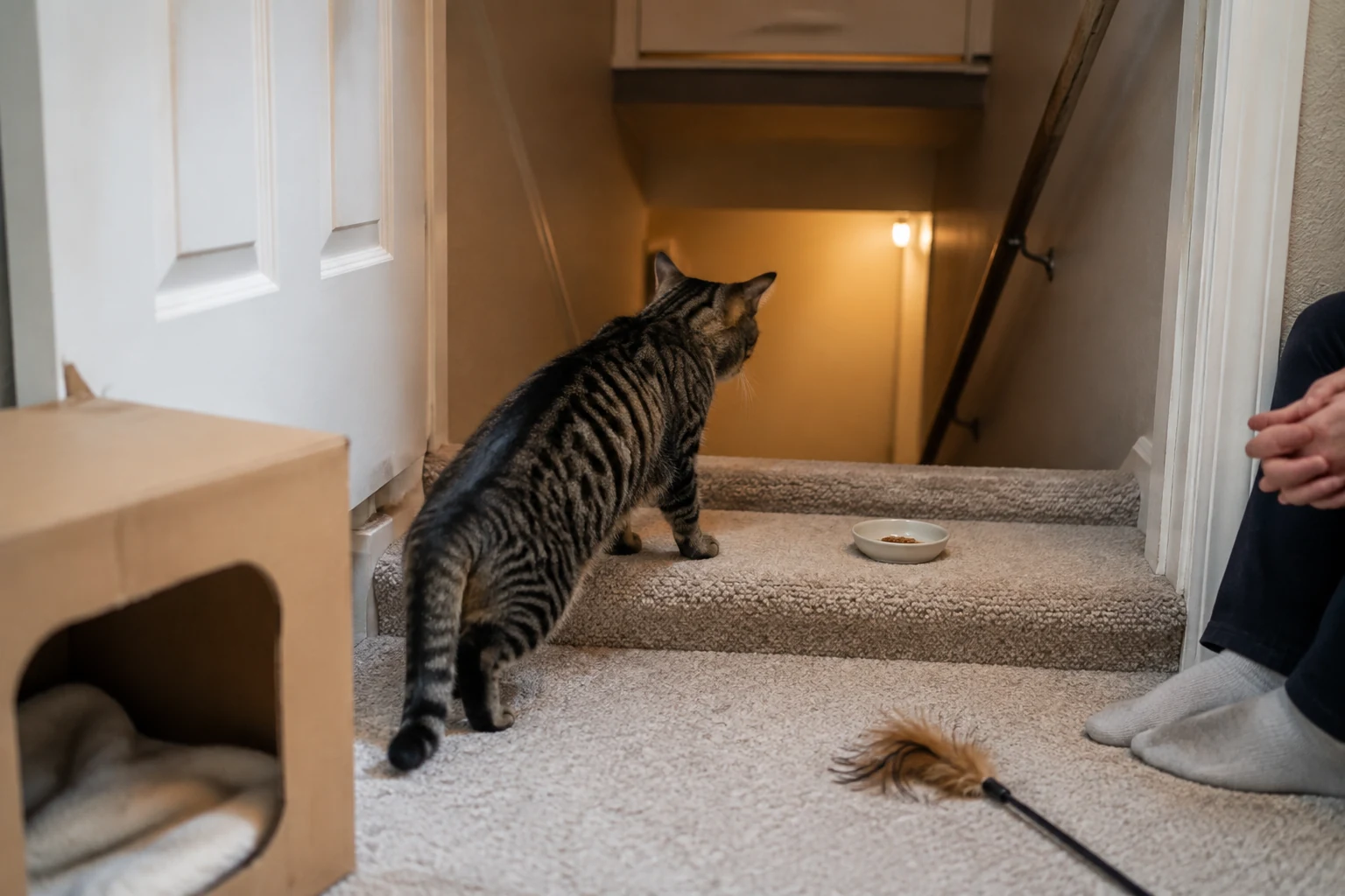 New tabby cat placing front paws on the first carpeted basement step with a treat dish, toy wand, cardboard hide, and person sitting aside